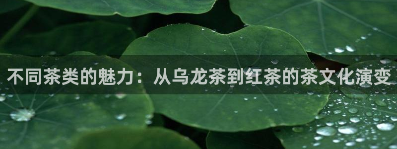 金年会体育app