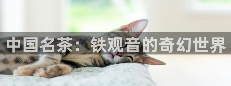 金年会金字招牌