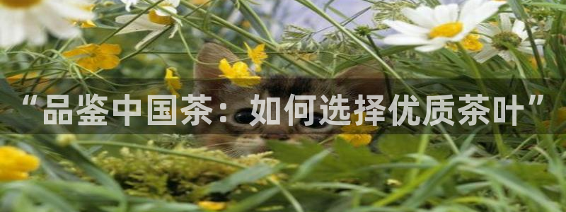 金年会体育官方下载