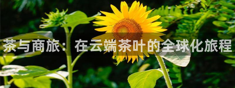 金年会平台游戏