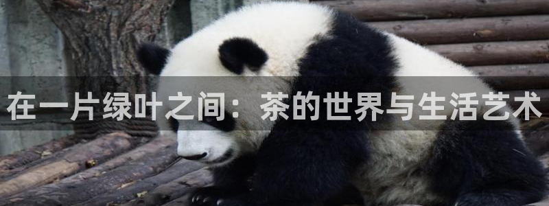 金年会平台包赔